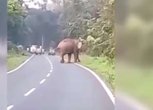 بالفيديو| فيل ضخم يقتل رجلا دهسا بين أقدامه في الهند
