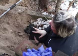 بالفيديو| إنقاذ 10 كلاب صغيرة من الموت تحت الثلوج