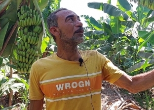 عم عصام خبرة 30 عاما في زراعة الموز.. أسرار مهنة لا تموت في الشرقية