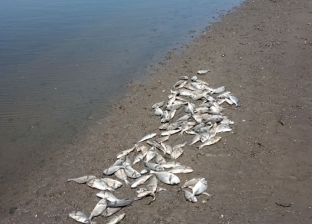 بعد نفوق الأسماك.. "الثروة السمكية" في دمياط: تطوير قنوات الري والصرف