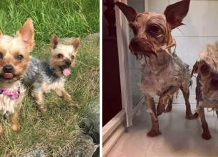 بالصور| الكلاب قبل وبعد الاستحمام