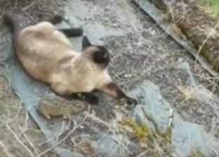 بالفيديو| لحظة هروب أرنب من أنياب قطة ليقع بين مخالب بومة