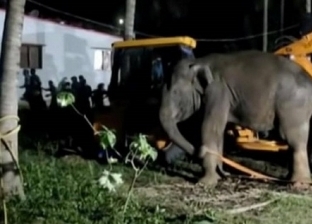 رُفع بواسطة ونش.. إنقاذ فيل من داخل بئر (فيديو)