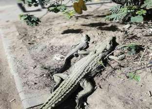 العثور على عظام وملابس بشرية داخل أحشاء تمساح مفترس في ماليزيا