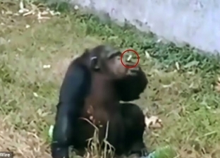 فيديو.. أنثى شمبانزي تدخن: "واحد رمالها سيجارة"