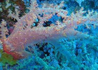 نشرات تحذيرية للحفاظ على الشعاب المرجانية بالبحر الأحمر