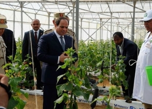 8 سنوات من التنمية الخضراء.. إنجازات الدولة للنهوض بقطاع الزراعة في مصر
