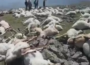 صاعقة رعدية تقتل 550 من الأغنام أثناء الرعي على جبل في جورجيا «فيديو وصور»