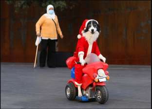 "ولسه ياما هنشوف".. كلب يتقمص بابا نويل ويتجول بدراجة بخارية في بيروت
