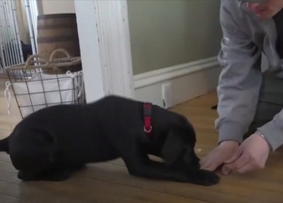 بالصور| شاب أمريكي أصم يتبنى كلبا ويعلمه لغة الإشارة