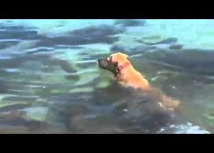كلب يسبح أكثر من 16 ميل بحثا عن عائلته