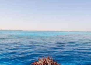 العثور على حيوان بحري دون رأس بعد اختفائه لسنوات في الغردقة.. «صور»