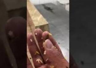 بالفيديو| في السعودية.. إغلاق مطعم قدم أرز بـ"الصراصير"