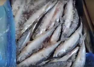 ضبط 7.3 طن أسماك مجمدة مجهولة المصدر في القليوبية