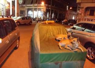 بورسعيد: الكلاب الضالة وتربية الماشية على قمامة الشوارع تشوه وجه «المدينة الباسلة»