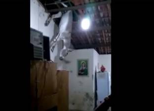 بالفيديو| عائلة برازيلية تتفاجأ بسقوط حمار من سقف منزلها