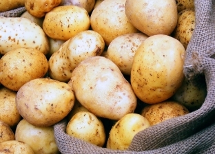 ارتفاع الطلب على البطاطس المصرية عالميًا.. الصادرات زادت 60% في 3 شهور