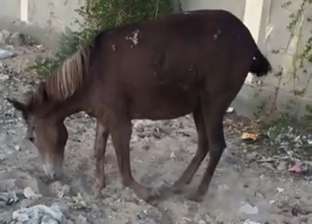 حملة إنسانية لإنقاذ «حصان» جريح يواجه الموت جوعا وعطشا في المنيا