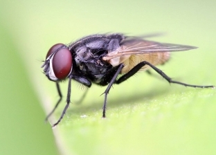 أستاذ حشرات عن تربية الذباب في المنزل: لا ضرر بشرط