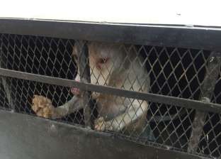 كلبة «بيتبول» وقعت ضحية لمالكها.. «فودكا» سجينة مساكن الشيراتون.. تحررت بمحضر ووقفة