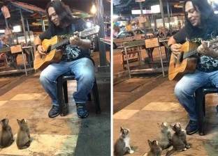 بالفيديو| مجموعة قطط تستمع لماليزي يغني في الشارع