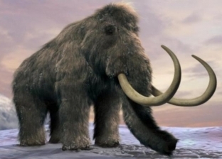 علماء يعثرون على رفات أفيال الـ«جومفوثير».. اختفت منذ 5 ملايين سنة
