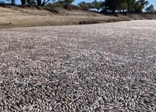 سيل من الأسماك النافقة يغطي نهرا بأستراليا.. السر في الأكسجين