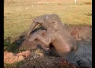 بالفيديو| لحظة إنقاذ فيل غارق في الوحل.. ظل محاصرا لمدة 24 ساعة
