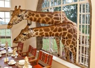 بالصور| زرافات تأكل مع الزبائن في مطعم كيني