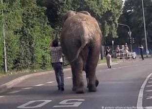 فيل يهرب من حديقة حيوان ألمانية ليذهب في "نزهة"