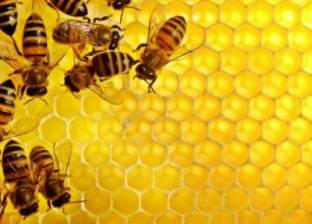 تراجع هائل في أعداد النحل يهدده بالانقراض