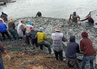 "بإنتاج وفير".. استمرار الصيد في مزارع السمك بالمنزلة رغم الأمطار