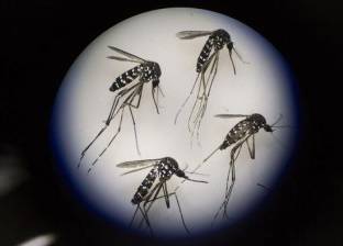 «زيكا» فيروس جديد ينتشر بالهند بسبب البعوض.. الحمى والصداع أبرز أعراضه