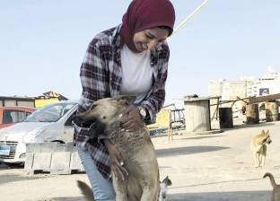 حملة بيطرية تثير غضب نشطاء حقوق الحيوان بالإسكندرية: «بلاش سم»