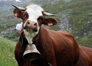 سويسرا تمنع ناشطة حقوق الحيوانات من الجنسية لاعتراضها على "أجراس البقر"