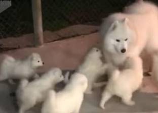 بالفيديو| لحظة مؤثرة لـ6 كلاب صغيرة تلتقي مع أبيها لأول مرة