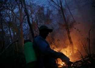 من الأمازون لبوليفيا.. حرائق الغابات تقضي على ملايين الكائنات
