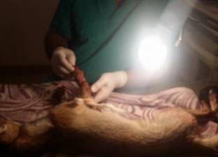 بالصور| إنقاذ ثعلب من فصيلة «ريد فوكس» النادرة بجنوب سيناء