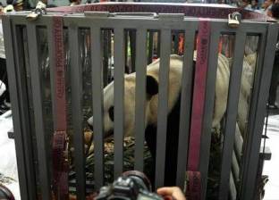 بالصور| «دبلوماسية الباندا»: الصين تُسلم «دبين عملاقين» إلى إندونيسيا