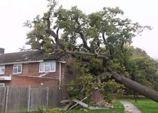شجرة وزنها 40 طنا تسقط فوق منزل أسرة في بريطانيا.. شاهد ماذا حدث لهم