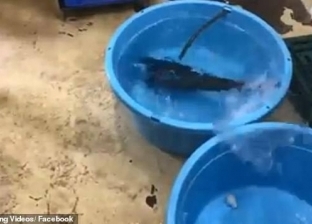 بالفيديو| سمكة مجمدة تعود إلى الحياة بعد وضعها في الماء الدافئ