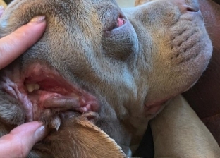 بالصور| عيب خلقي نادر.. كلب لديه فما إضافيا بأسنان في أذنه