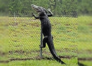 فيديو.. تمساح يتسلق سياج قاعدة عسكرية في فلوريدا