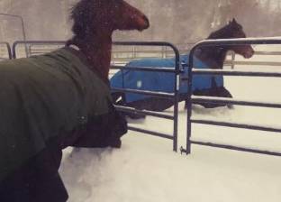 شاهد رد فعل الخيول بعد خروجها في "البرد" بأمريكا الشمالية