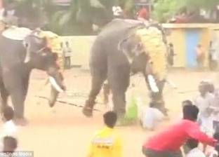 بالصور| "حدث في مهرجان بالهند".. "فيل" يغرس أنيابه في "رجل" حتى الموت