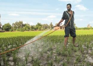 "ري كفر الشيخ": قياس مساحات الأرز عن طريق القمر الصناعي لضبط المخالفين