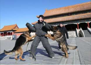 في "عام الكلب".. لا إجازات للكلاب في الصين