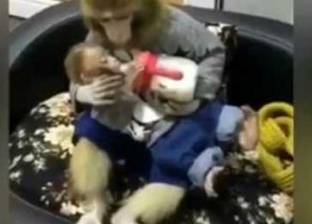 بالفيديو| أنثى قرد ترضع صغيرها بـ"ببرونة" أطفال