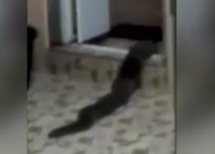 بالفيديو.. مخلوق مرعب يقتحم منزلا من مكان غير متوقع