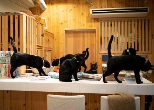 أول مقهى مخصص للقطط السوداء في العالم: الساعة بـ149 جنيها